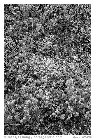 Close-up of blue wildflowers and volcanic rock. Sonoran Desert National Monument, Arizona, USA (black and white)