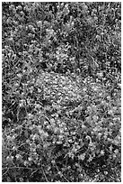 Close-up of blue wildflowers and volcanic rock. Sonoran Desert National Monument, Arizona, USA ( black and white)