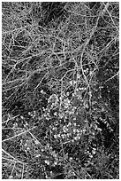 Blue wildflowers and Palo Verde. Sonoran Desert National Monument, Arizona, USA ( black and white)