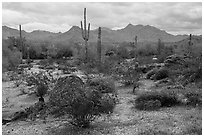 Margies Cove, North Maricopa Mountains Wilderness. Sonoran Desert National Monument, Arizona, USA ( black and white)