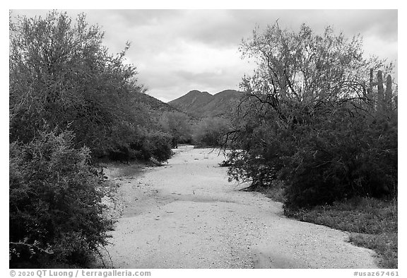 Desert Wash bordered by lush vegetation, Margies Cove. Sonoran Desert National Monument, Arizona, USA (black and white)