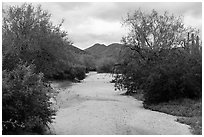 Desert Wash bordered by lush vegetation, Margies Cove. Sonoran Desert National Monument, Arizona, USA ( black and white)