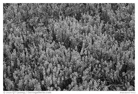 Cloakferns and flowers. Sonoran Desert National Monument, Arizona, USA (black and white)