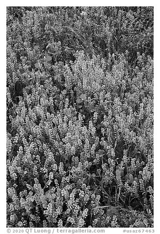 Cloakferns (Notholaena aurea) and flowers. Sonoran Desert National Monument, Arizona, USA (black and white)