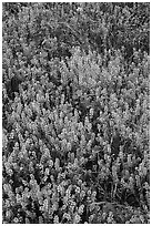 Cloakferns (Notholaena aurea) and flowers. Sonoran Desert National Monument, Arizona, USA ( black and white)