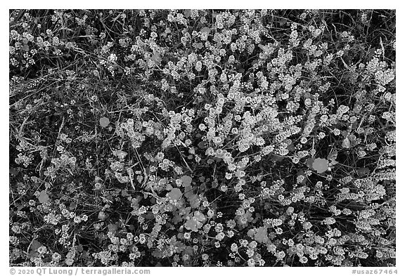 Close up of cloakferns (Notholaena aurea) and flowers. Sonoran Desert National Monument, Arizona, USA (black and white)