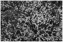 Close up of cloakferns (Notholaena aurea) and flowers. Sonoran Desert National Monument, Arizona, USA ( black and white)