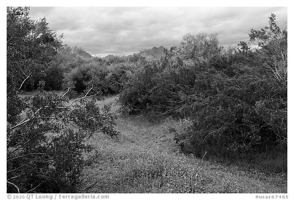 Lush desert vegetation. Sonoran Desert National Monument, Arizona, USA (black and white)