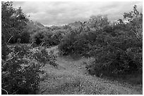 Lush desert vegetation. Sonoran Desert National Monument, Arizona, USA ( black and white)