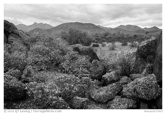 Brittlebush, volcanic boulders, North Maricopa Mountains Wilderness. Sonoran Desert National Monument, Arizona, USA (black and white)