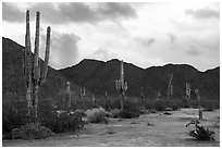 Tall Saguaro cactus, Margies Cove. Sonoran Desert National Monument, Arizona, USA ( black and white)