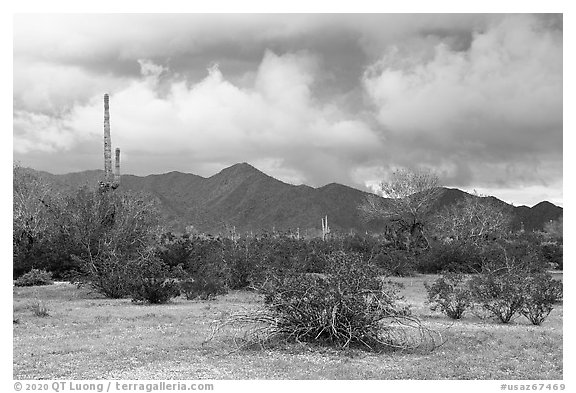 Margies Cove. Sonoran Desert National Monument, Arizona, USA (black and white)