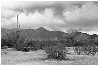 Margies Cove. Sonoran Desert National Monument, Arizona, USA ( black and white)