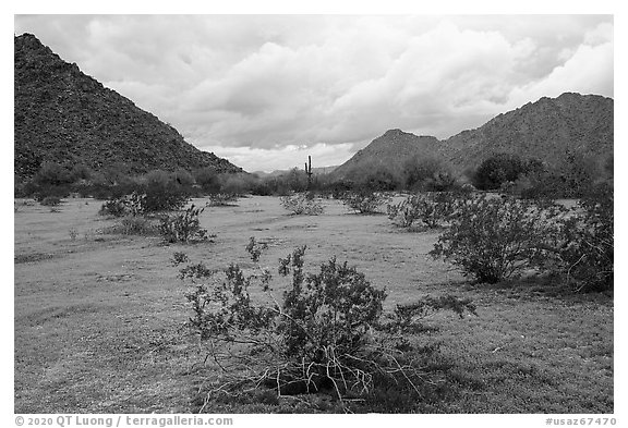 Grassy desert flat, North Maricopa Mountains. Sonoran Desert National Monument, Arizona, USA (black and white)