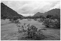 Grassy desert flat, North Maricopa Mountains. Sonoran Desert National Monument, Arizona, USA ( black and white)