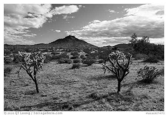 Buckhorn Cholla Cactus and Lost Horse Peak. Sonoran Desert National Monument, Arizona, USA (black and white)