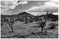 Buckhorn Cholla Cactus and Lost Horse Peak. Sonoran Desert National Monument, Arizona, USA ( black and white)
