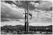 Saguaro Cactus and Vekol Valley. Sonoran Desert National Monument, Arizona, USA ( black and white)