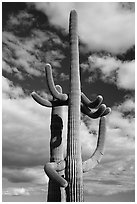 Saguaro Cacti and clouds. Sonoran Desert National Monument, Arizona, USA ( black and white)