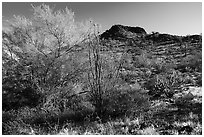Palo Verde and Lost Horse Peak. Sonoran Desert National Monument, Arizona, USA ( black and white)