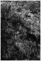 Backlit Buckhorn Cholla Cactus. Sonoran Desert National Monument, Arizona, USA ( black and white)
