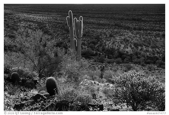 Barrel, Cholla and Saguaro cacti on hillside. Sonoran Desert National Monument, Arizona, USA (black and white)