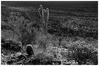Barrel, Cholla and Saguaro cacti on hillside. Sonoran Desert National Monument, Arizona, USA ( black and white)