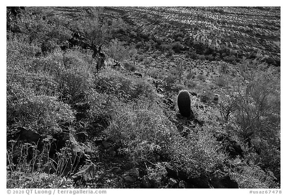 Brittlebush in bloom on Lost Horse Peak. Sonoran Desert National Monument, Arizona, USA (black and white)