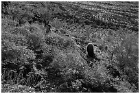 Brittlebush in bloom on Lost Horse Peak. Sonoran Desert National Monument, Arizona, USA ( black and white)