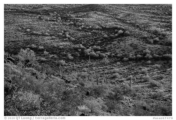 Slope with desert shrubs overlooking plain with saguaro cactus. Sonoran Desert National Monument, Arizona, USA (black and white)