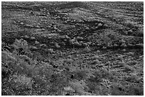 Slope with desert shrubs overlooking plain with saguaro cactus. Sonoran Desert National Monument, Arizona, USA ( black and white)