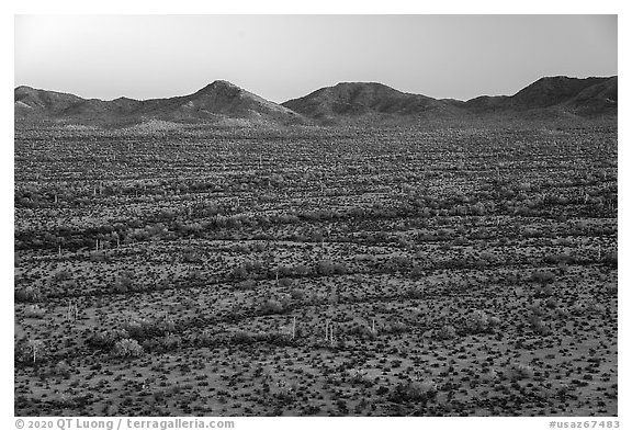 Saguaro cactus and shrubs in Vekol Valley at sunset. Sonoran Desert National Monument, Arizona, USA (black and white)