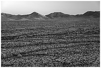 Saguaro cactus and shrubs in Vekol Valley at sunset. Sonoran Desert National Monument, Arizona, USA ( black and white)