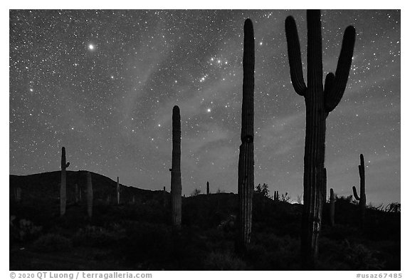 Saguaro cactus and Javelina Mountains under stary sky with Orion. Sonoran Desert National Monument, Arizona, USA