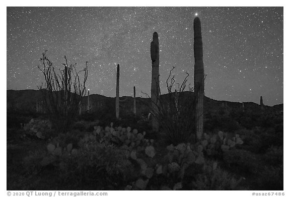 Cactus and Javelina Mountains at night. Sonoran Desert National Monument, Arizona, USA (black and white)