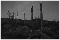 Cactus and Javelina Mountains at night. Sonoran Desert National Monument, Arizona, USA ( black and white)