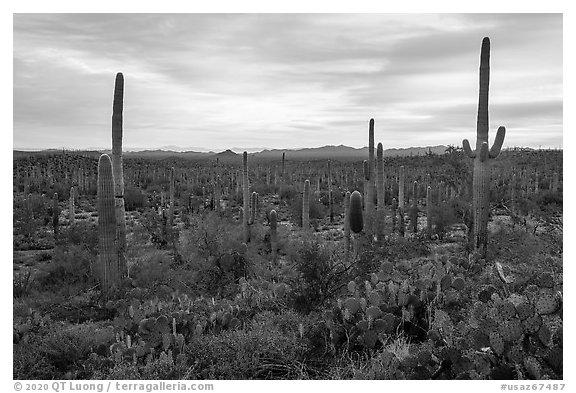 Dense cactus forest at sunrise with distant South Maricopa Mountains. Sonoran Desert National Monument, Arizona, USA (black and white)