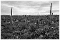 Dense cactus forest at sunrise with distant South Maricopa Mountains. Sonoran Desert National Monument, Arizona, USA ( black and white)