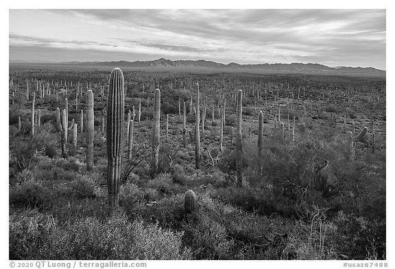 Dense Saguaro cactus forest at sunrise with distant South Maricopa Mountains. Sonoran Desert National Monument, Arizona, USA (black and white)