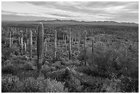 Dense Saguaro cactus forest at sunrise with distant South Maricopa Mountains. Sonoran Desert National Monument, Arizona, USA ( black and white)
