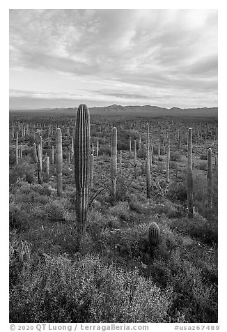 Dense Saguaro cactus forest at sunrise with distant South Maricopa Mountains. Sonoran Desert National Monument, Arizona, USA (black and white)