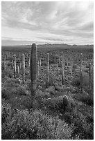 Dense Saguaro cactus forest at sunrise with distant South Maricopa Mountains. Sonoran Desert National Monument, Arizona, USA ( black and white)