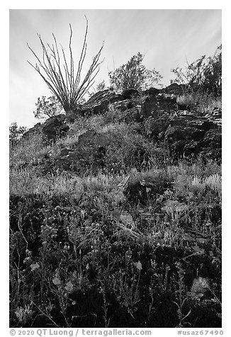 Rocky hillside with wildflowers and desert plants. Sonoran Desert National Monument, Arizona, USA (black and white)