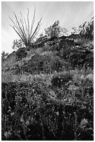 Rocky hillside with wildflowers and desert plants. Sonoran Desert National Monument, Arizona, USA ( black and white)
