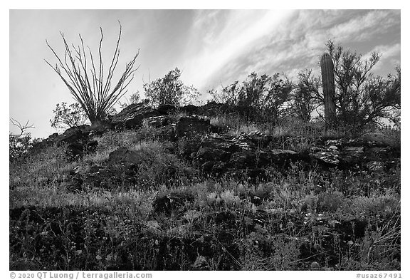 Rocky hillside with wildflowers, ocotillo and cactus. Sonoran Desert National Monument, Arizona, USA