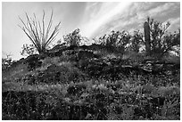 Rocky hillside with wildflowers, ocotillo and cactus. Sonoran Desert National Monument, Arizona, USA ( black and white)