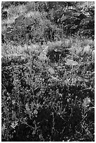 Close-up of rocks and spring annual flowers. Sonoran Desert National Monument, Arizona, USA ( black and white)