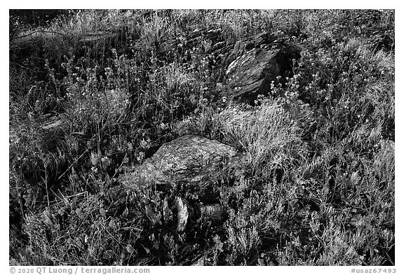 Close-up of rocks and annual wildflowers. Sonoran Desert National Monument, Arizona, USA (black and white)
