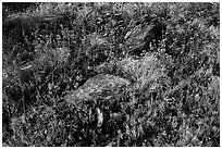 Close-up of rocks and annual wildflowers. Sonoran Desert National Monument, Arizona, USA ( black and white)