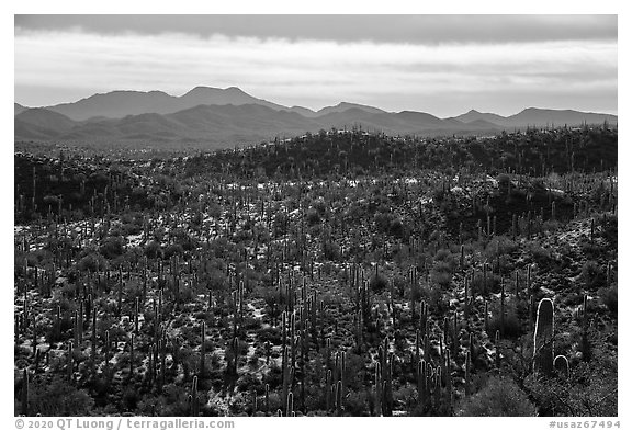 Cactus and Table Top Mountain. Sonoran Desert National Monument, Arizona, USA (black and white)